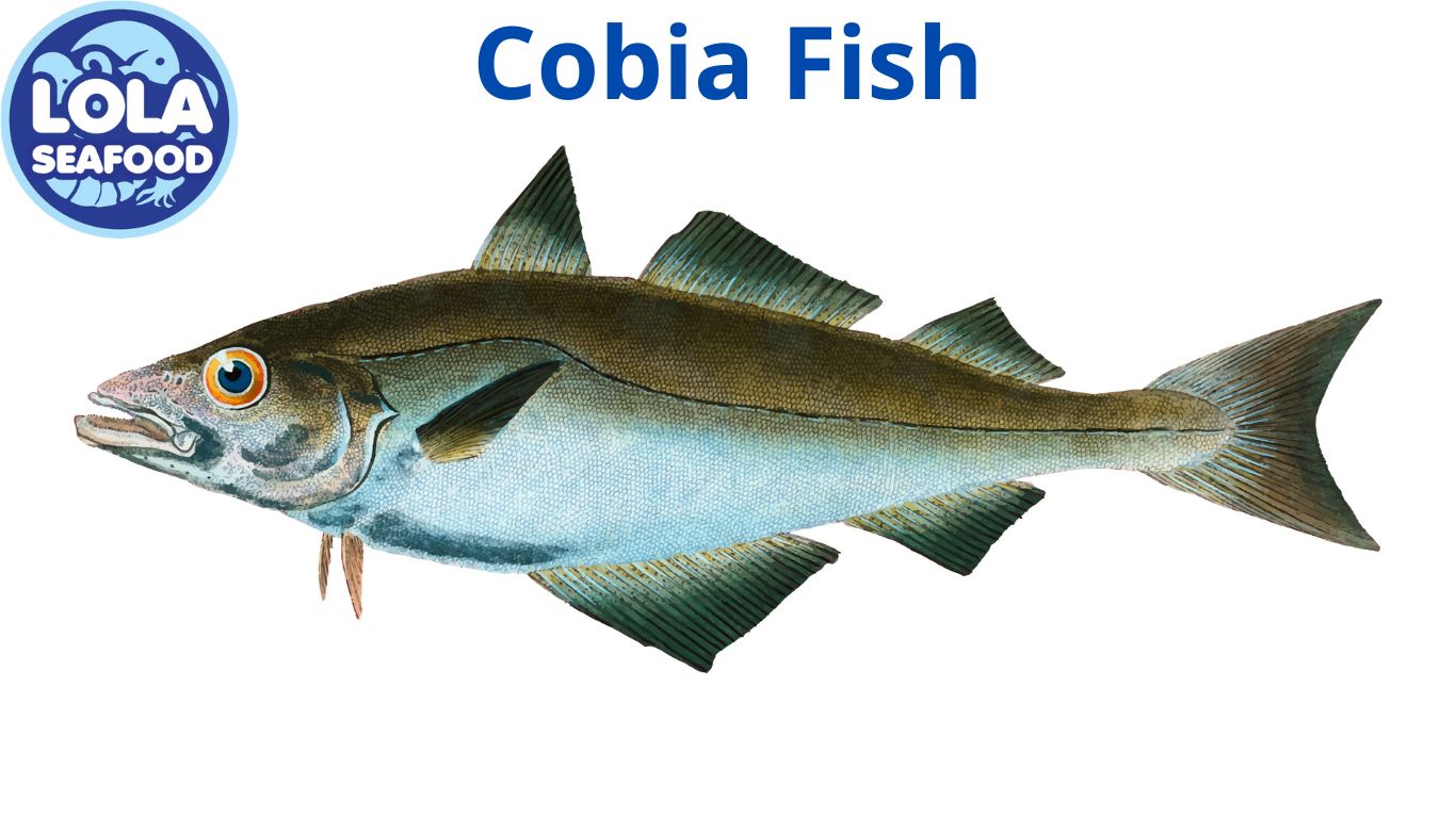 Cobia Fish